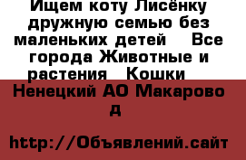 Ищем коту Лисёнку дружную семью без маленьких детей  - Все города Животные и растения » Кошки   . Ненецкий АО,Макарово д.